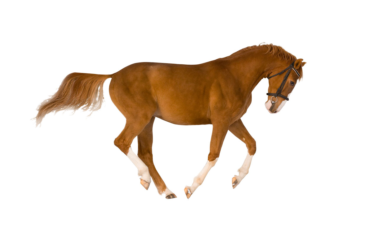 Equina & Canina
